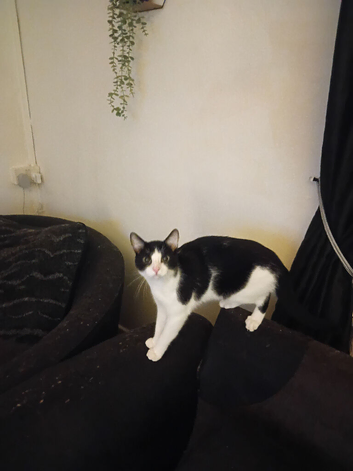 3 cats that need to be rehomed