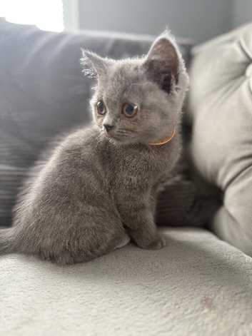 British short haired female kitten READY NOW