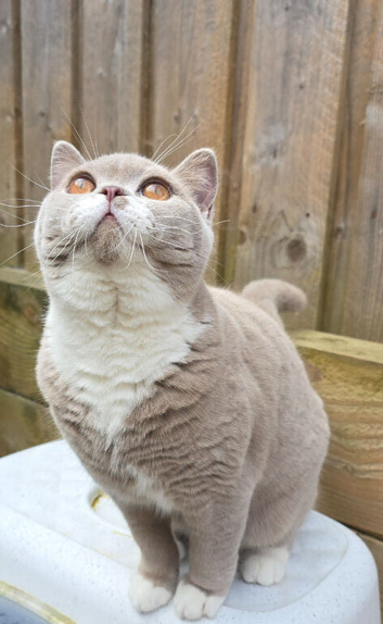 British Shorthair Kittens