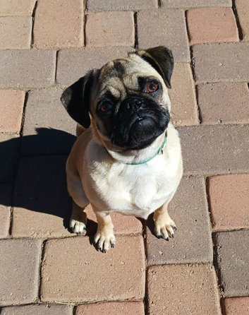 1 year old female pug Nala x