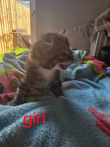 Kittens looking for forever homes
