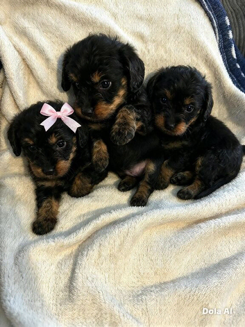2 beautiful cockerpoo puppy's left