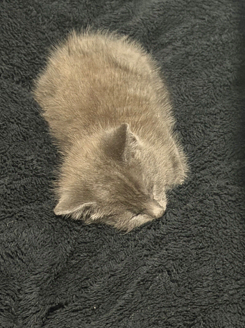 Gray kitten