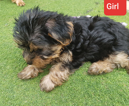 Yorkshire terrier puppies