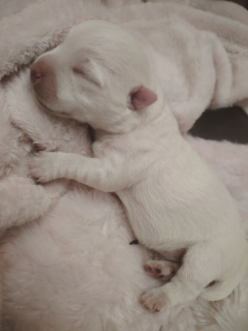 West highland terrier puppies boy