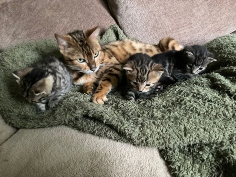 Mixed bengal kitten