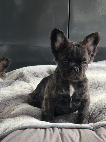 Fluffy visual French bulldog puppy
