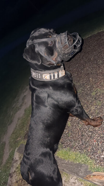2 lefteKc Rottweiler pups for sale