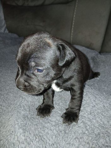 Stunning Staffy puppy