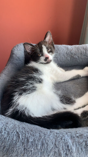 Kittens