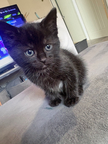 Kitten for sale