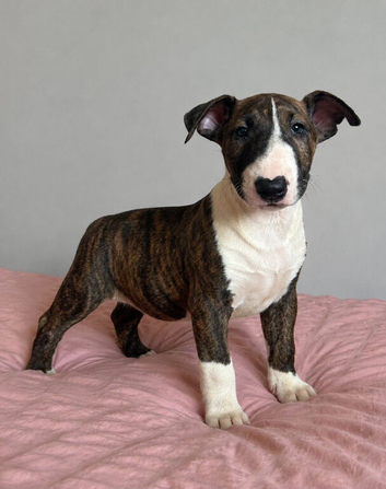 CHUNKY EBT PUP FOR SALE