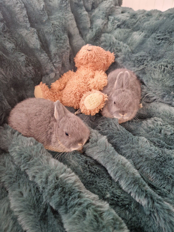 2 adorable Netherland Dwarf Blue otter sisters