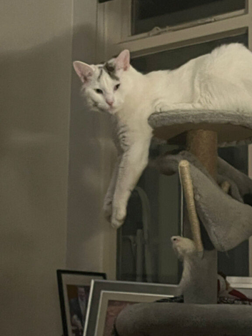1year old kitten