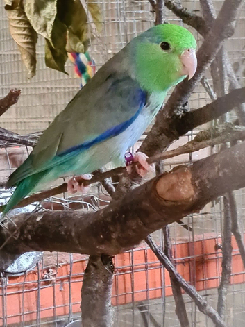 Celestial Parrotlet