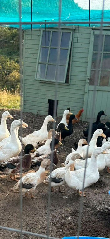 Pekin and welsh harlequin ducks for sale.