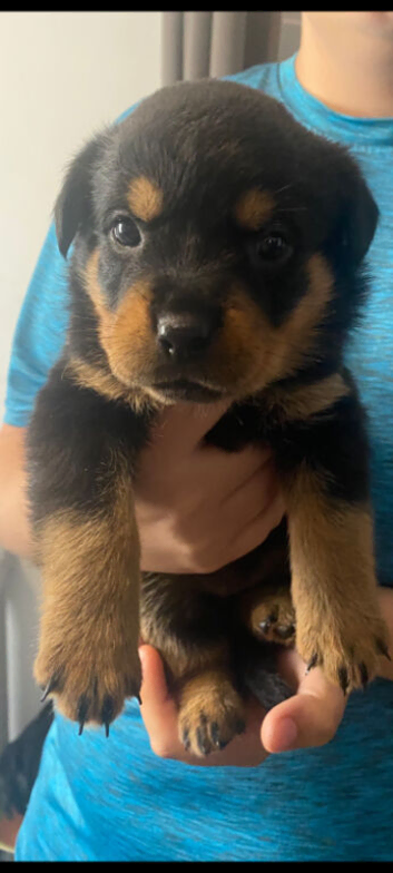 Pure breed Rottweiler puppys