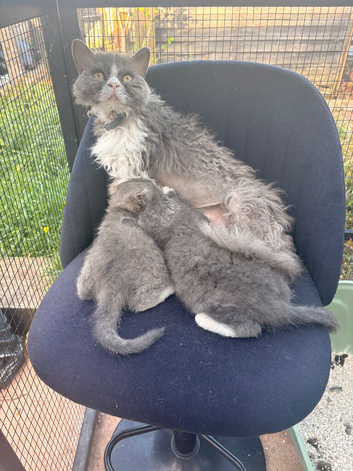 Selkirk Rex x