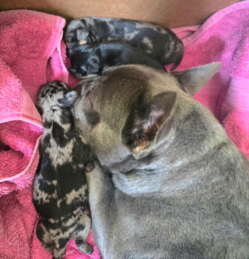 3 gorgeous Miniature French Weiner puppies