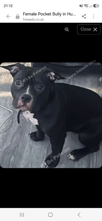 Female pocket bully