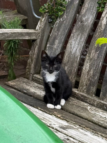Beautiful black / black & white kittens