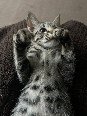 Kitten ready for his new home.