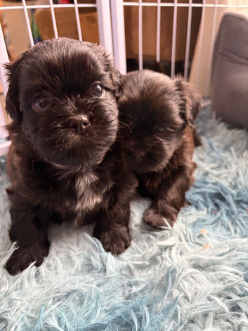 Shih Tzu Puppies for Sale - 4 Puppies Available