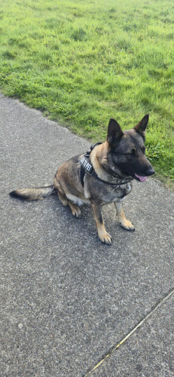 Zenzi:K9 Excellence