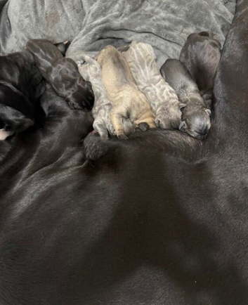 Beautiful litter of chunky KC registered Cane Corso