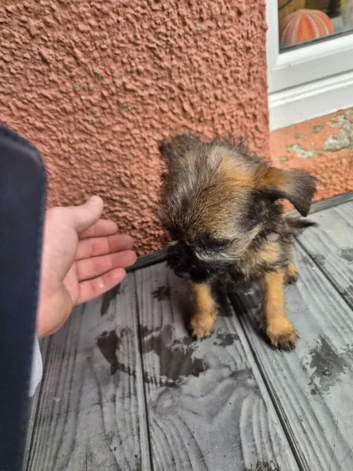 Adorable boy pups