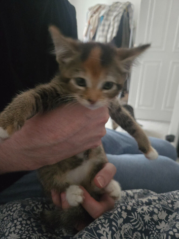 Kitten