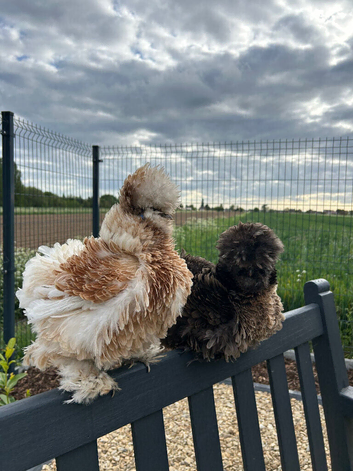 6x Silkie USA Hatching Eggs ( I can send it professionally packaged, with next-day delivery)