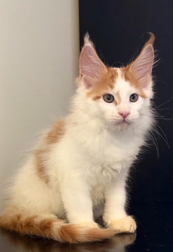 Full bred maine coon kittens