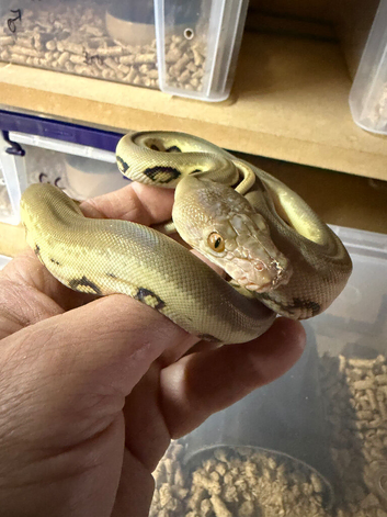 Reticulated python babies