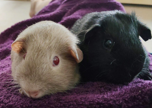 Beautiful bonded boys