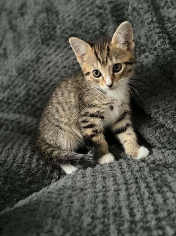 Tabby&bengal kittens
