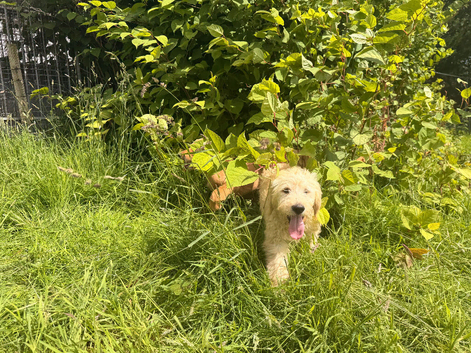 Gorgeous goldendoodle puppies