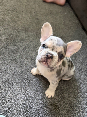 French bull dog male
