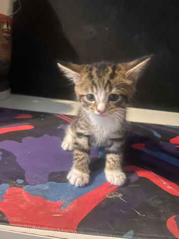 Mixed bengal
