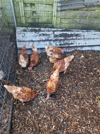 3 brown hens