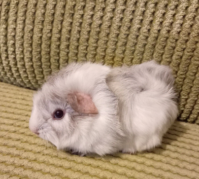 Fluffy grey and white baby boar