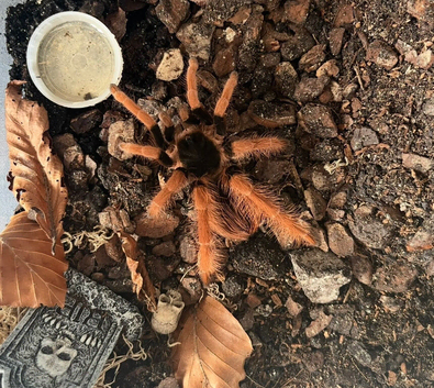 Tarantulas for sale
