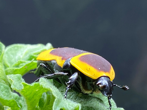 SUN BEETLES native of Western Africa.