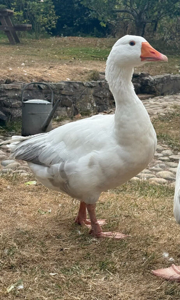 Pilgrim Goose -Gander