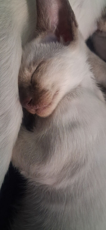 Cheeky Chocolate Siamese Kitten