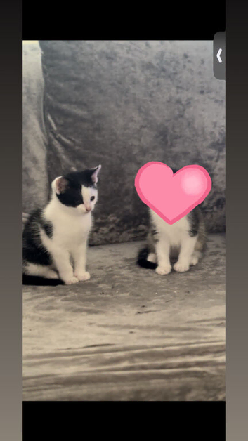 Kitten for sale