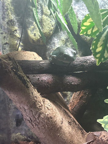 Tree frogs