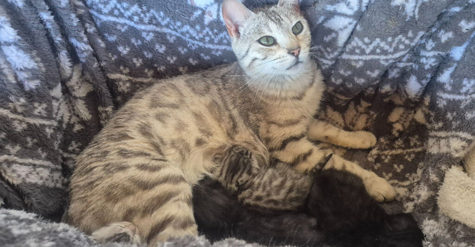 Bengal X British shorthair