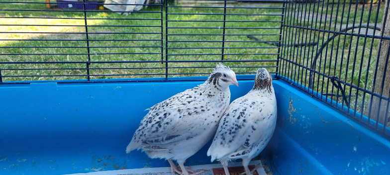 Coturnix quail breeding pair
