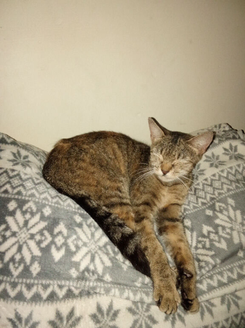 Adult cat for her forever home asap